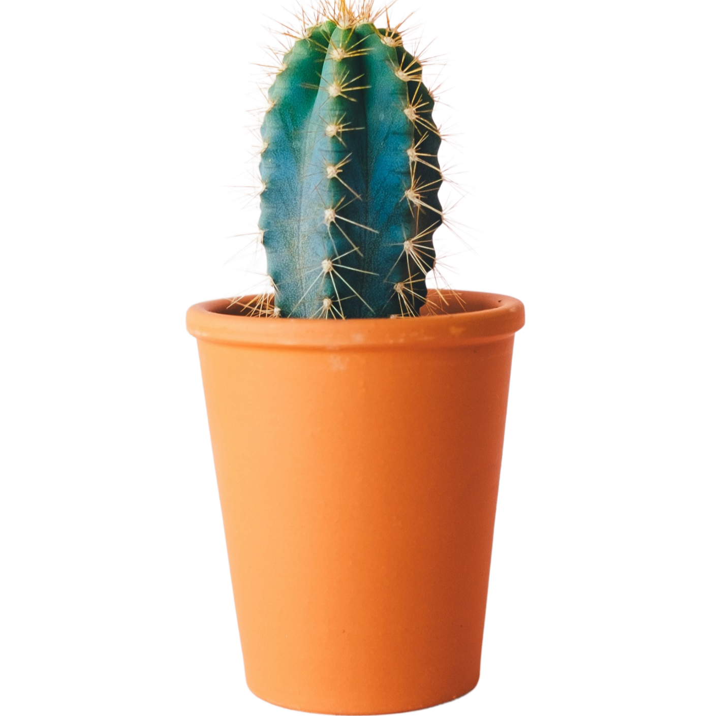 plant-img